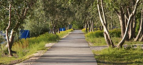 Isole Minori di Venezia: 12 mete alternative lontane dalla folla 27 Venezia La Certosa - passeggiata