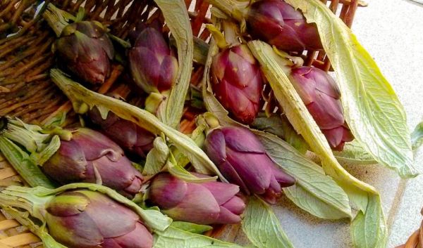 Isole Minori di Venezia: 12 mete alternative lontane dalla folla 15 Carciofo violetto di Sant'Erasmo